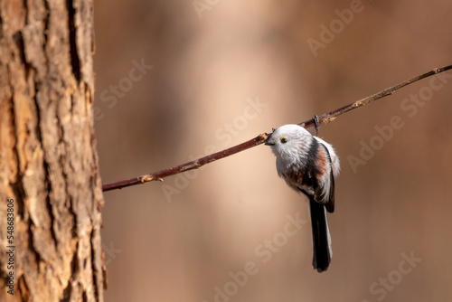 longtailed tit sitting on a twig photo