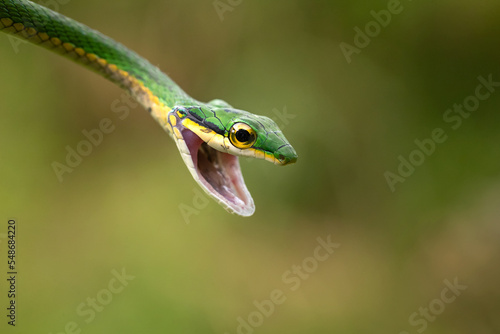 Leptophis ahaetulla, commonly known as the lora or parrot snake, is a species of medium-sized slender snake of the family Colubridae