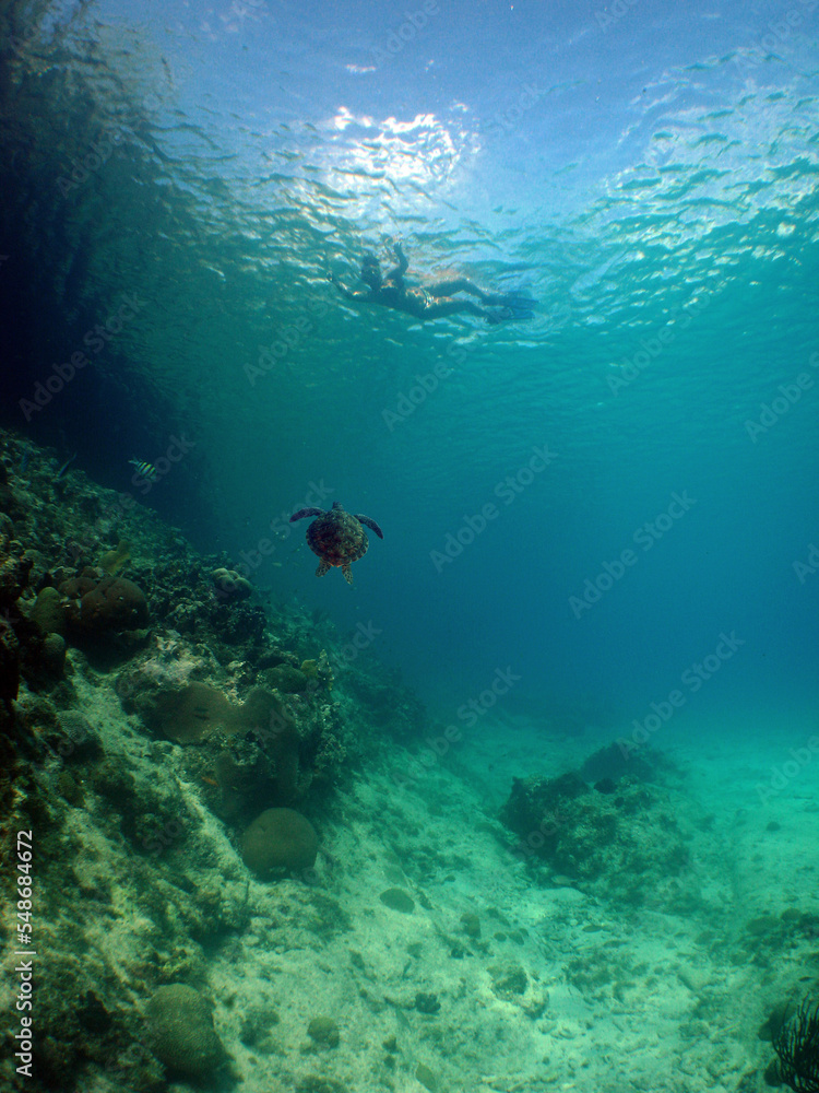 a diver the beautiful coral reef of the caribbean sea