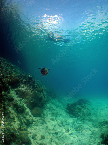 Fototapeta Naklejka Na Ścianę i Meble -  a diver the beautiful coral reef of the caribbean sea