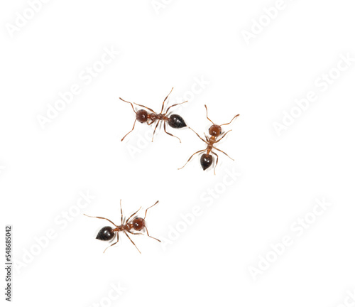 small ants on a white background © studybos