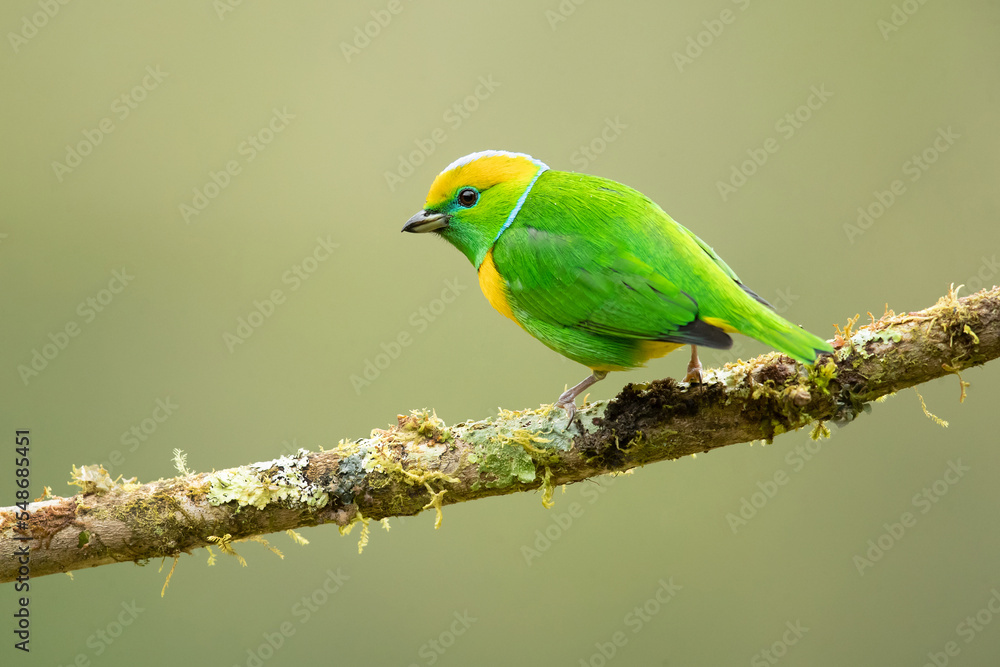 Golden-browed chlorophonia (Chlorophonia callophrys) is a species of bird in the family Fringillidae. It is found in Costa Rica and Panama. 