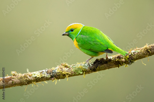 Golden-browed chlorophonia (Chlorophonia callophrys) is a species of bird in the family Fringillidae. It is found in Costa Rica and Panama.  © Milan