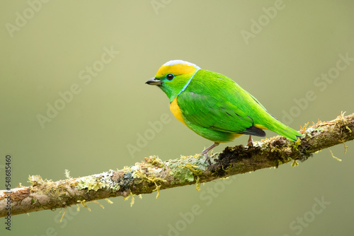 Golden-browed chlorophonia (Chlorophonia callophrys) is a species of bird in the family Fringillidae. It is found in Costa Rica and Panama.  © Milan