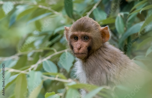 Closup of monkey macaque face photo