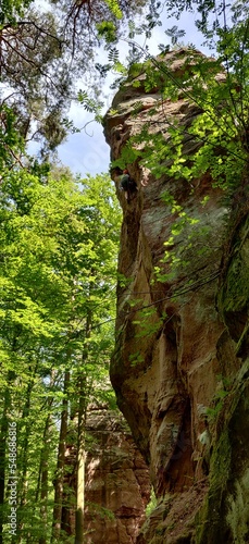 platinated Forest Pfalz Rock climbing Views Forest Summer