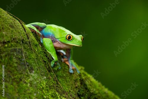 Blue-sided leaf frog (Agalychnis annae), also known as the orange-eyed leaf frog, is an endangered species of tree frog in the subfamily Phyllomedusinae