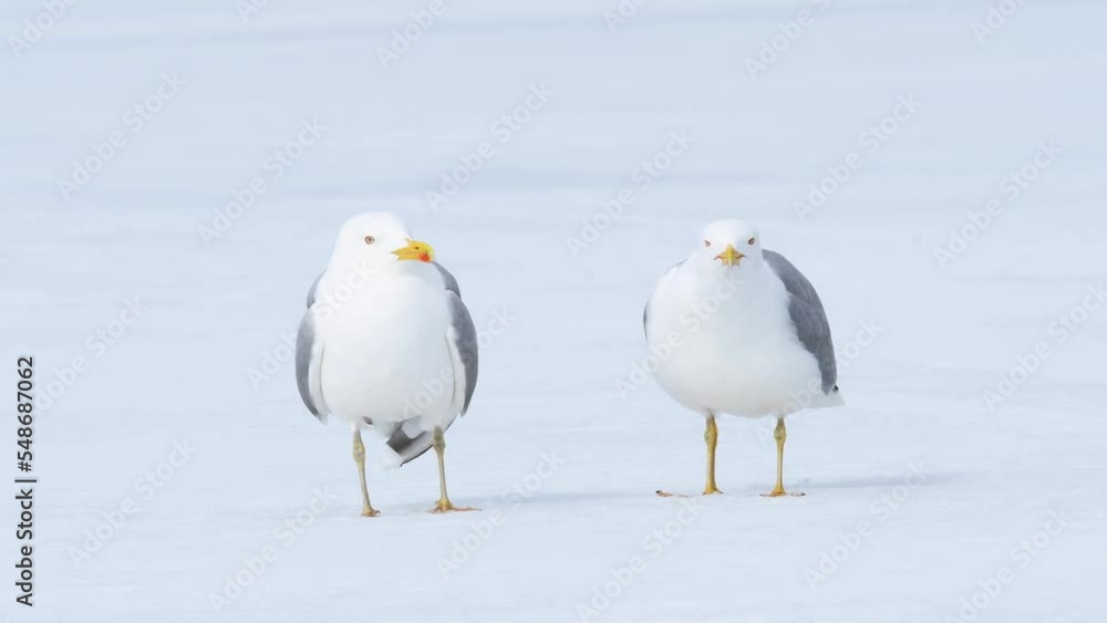 Two seagulls laughing while standing in the snow on a bright sunny day. European herring gull, Larus argentatus. Two seagulls laughing while standing in the snow on a bright sunny day. European herring gull, Larus argentatus.