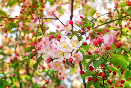 Blooming pink white flowers on apple tree branches close up, red cherry flowers blossom, beautiful sakura garden, spring orchard in bloom, green leaves soft blurred background, summer sunny day nature © Vera NewSib