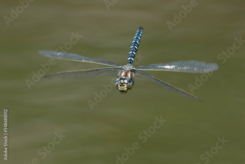Common hawker or Moorland hawker or Sedge darner (Aeshna juncea)