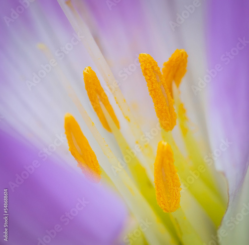 Macro Detail of VioletFlower Stamen with Pollen. photo