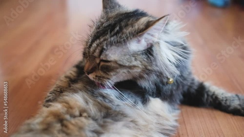 Close up of a Persian cat is licking herself on the wooden floor. HD