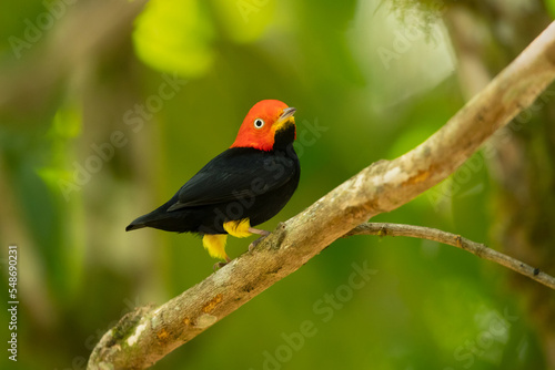Red-capped manakin (Ceratopipra mentalis) is a species of bird in the family Pipridae. photo
