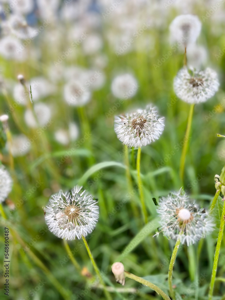 Field with white fluffy dandelion flowers. Meadow of white dandelions. Summertime. Field with white fluffy dandelion flowers. Meadow of white dandelions. Summertime.