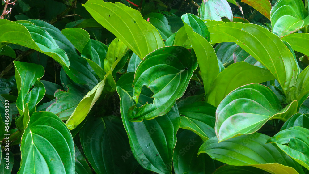 Fototapeta premium beautiful green foliage as background