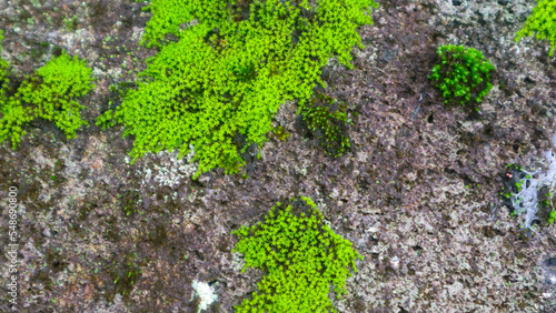 mossy rock texture as background