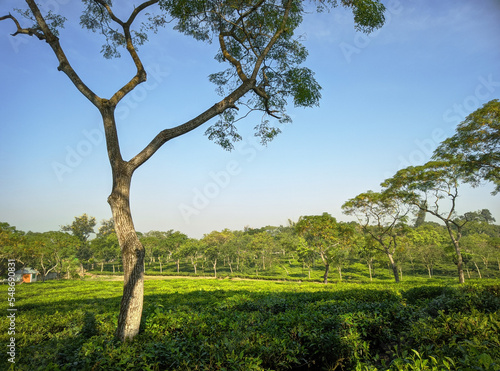 Tea plantations in Sreemangal tea garden, Bangladesh. Beautiful tea plantations landscape beauty. photo