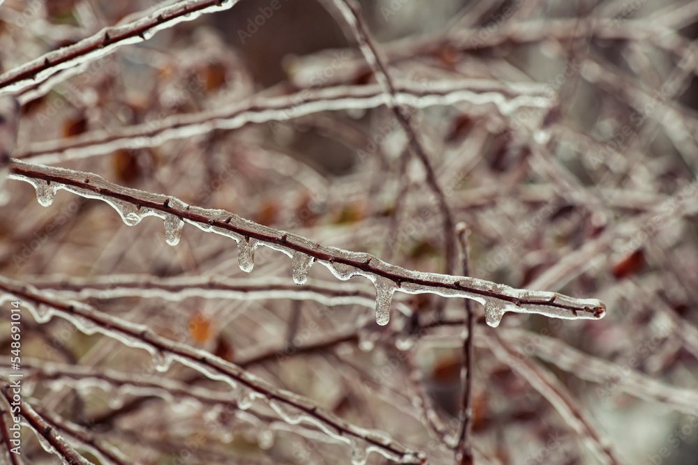 Tree branches with a layer of ice on it during freezing rain in winter, frostbite and environment, weather Tree branches with a layer of ice on it during freezing rain in winter, frostbite and environment, weather