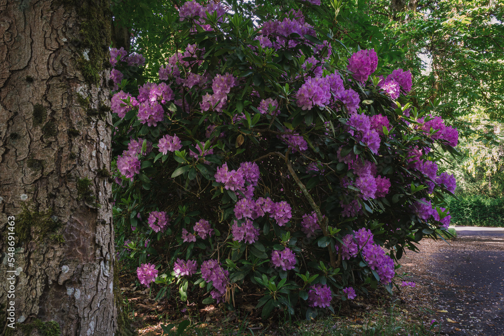 Rhododendron Blütenstrauch im Park