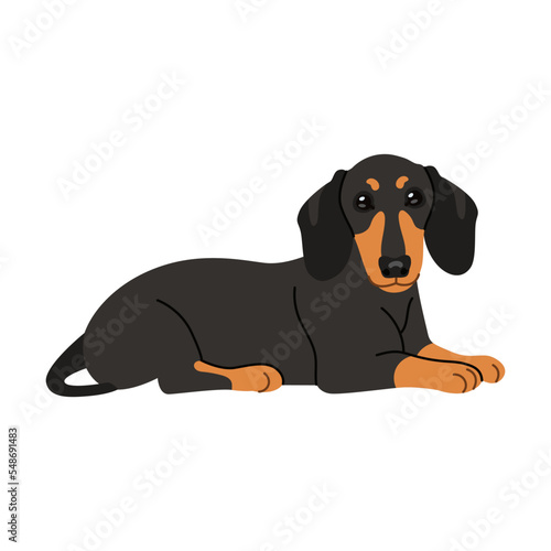 Cute lying dachshund cartoon illustration. Black dog sitting  lying  standing on white background. Pet  domestic animal