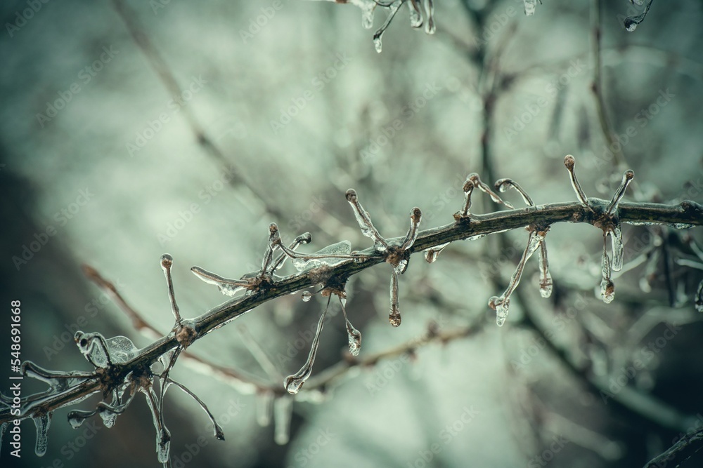 Tree branches with a layer of ice on it during freezing rain in winter, frostbite and environment, weather Tree branches with a layer of ice on it during freezing rain in winter, frostbite and environment, weather