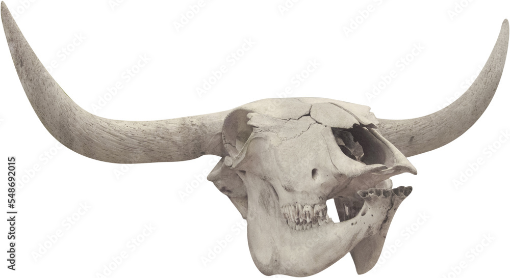 Isolated PNG cutout of a cow skull on a transparent background