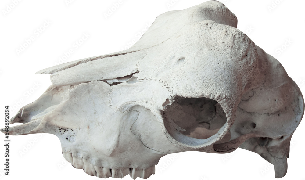 Isolated PNG cutout of an animal skull on a transparent background Isolated PNG cutout of an animal skull on a transparent background