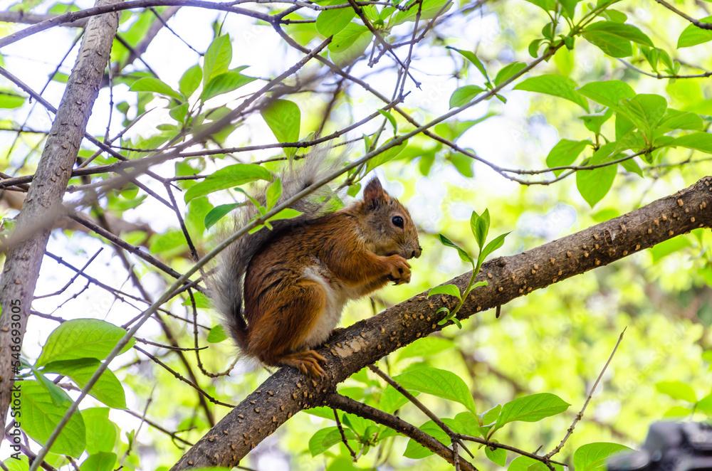 Squirrel on a tree branch in the forest. Squirrel on a tree branch in the forest.