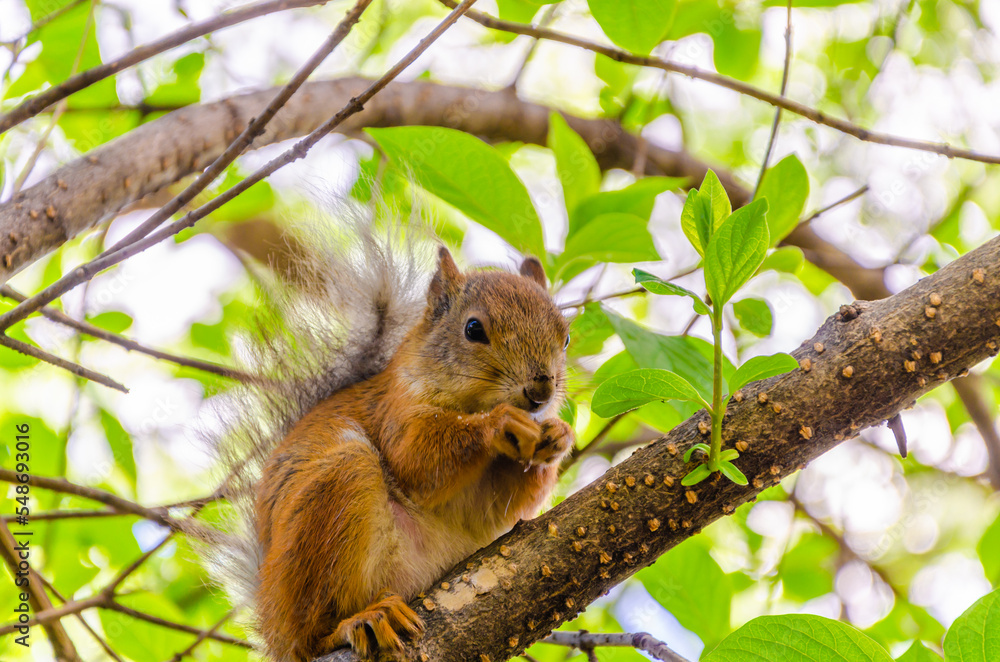 Squirrel on a tree branch in the forest.