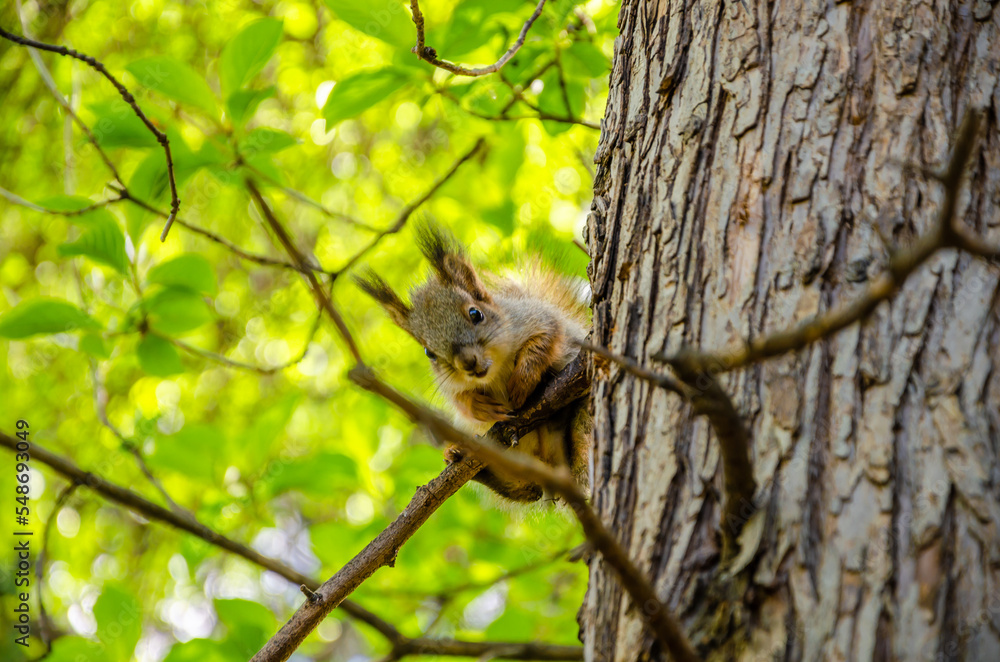 A squirrel is sitting on a tree branch.