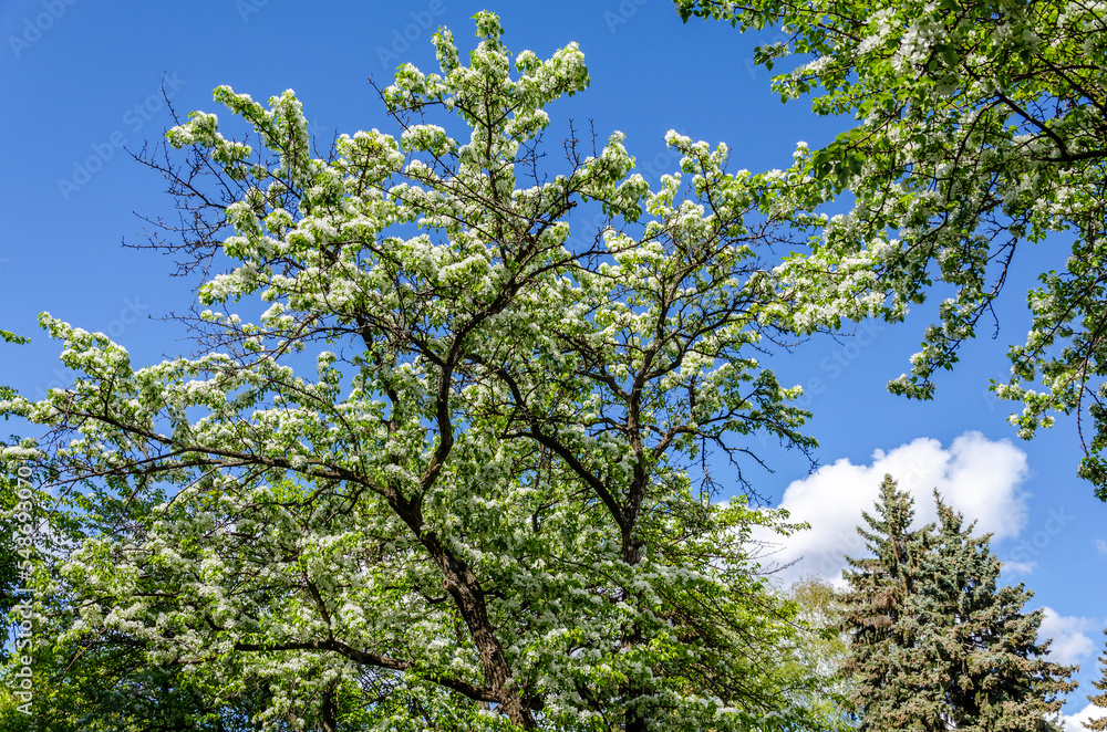 Fototapeta premium A blooming apple tree against a blue sky.