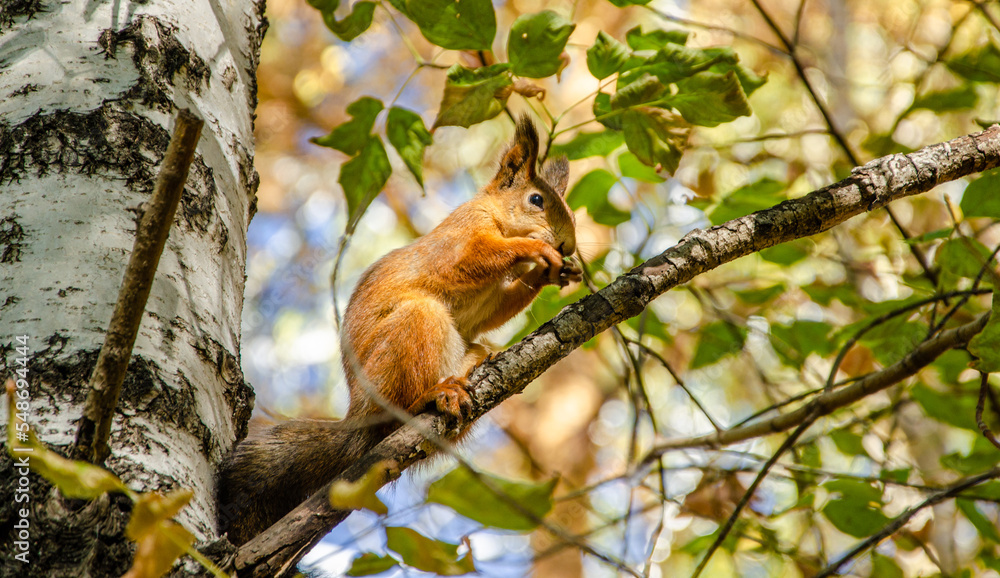Squirrel on a tree branch in the forest.