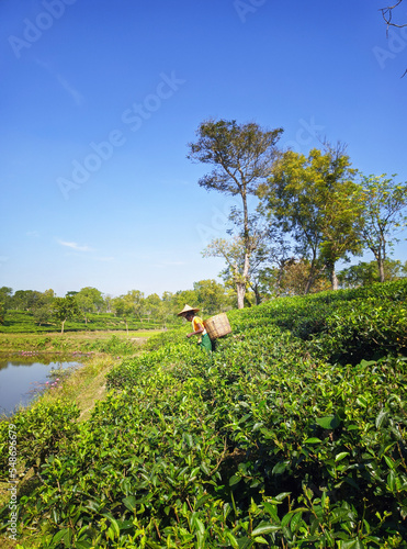 Srimongol, Sylhet, Bangladesh - November 2022: Harvesting,Rural women workers picking tea leaf from the tea garden. photo