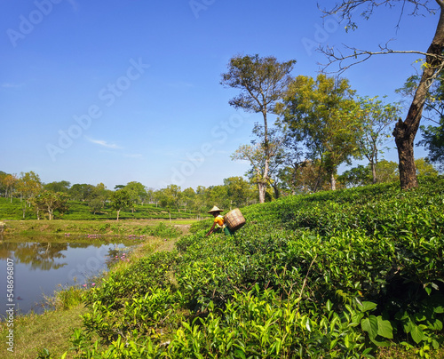 Sreemangal, Bangladesh, November, 18,2022: Harvesting, Rural women workers plucking tender tea shoots in gardens of Sreemangal, Bangladesh photo