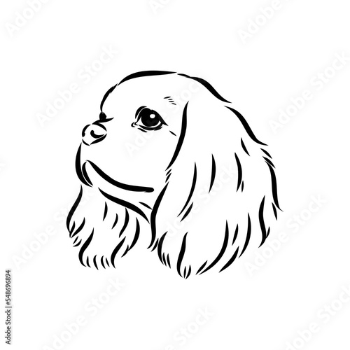 Cavalier King Charles Dog Vector Image Silhouette