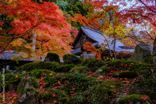 紅葉　永源寺　滋賀県　秋