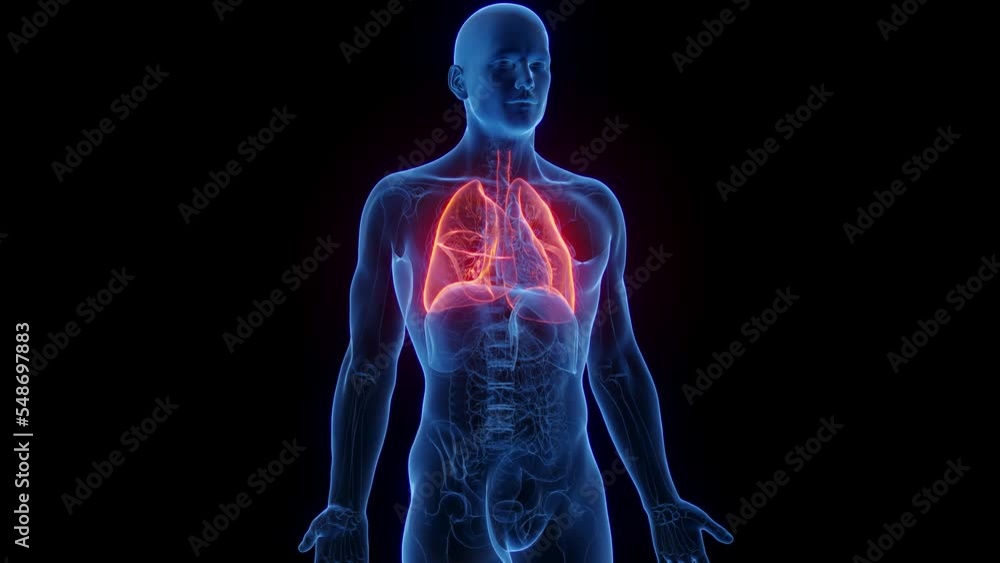 3d rendered medical animation of a man's airways during the breathing cycle 3d rendered medical animation of a man's airways during the breathing cycle