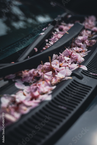 Cherry Blossoms on a car windshield