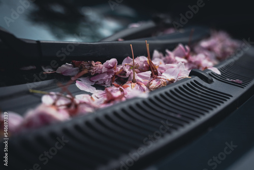Cherry Blossoms on a car windshield