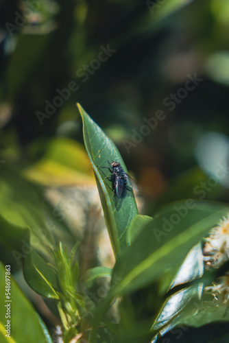 macro of a bug on plants
