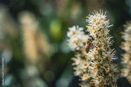 macro of a bug on plants