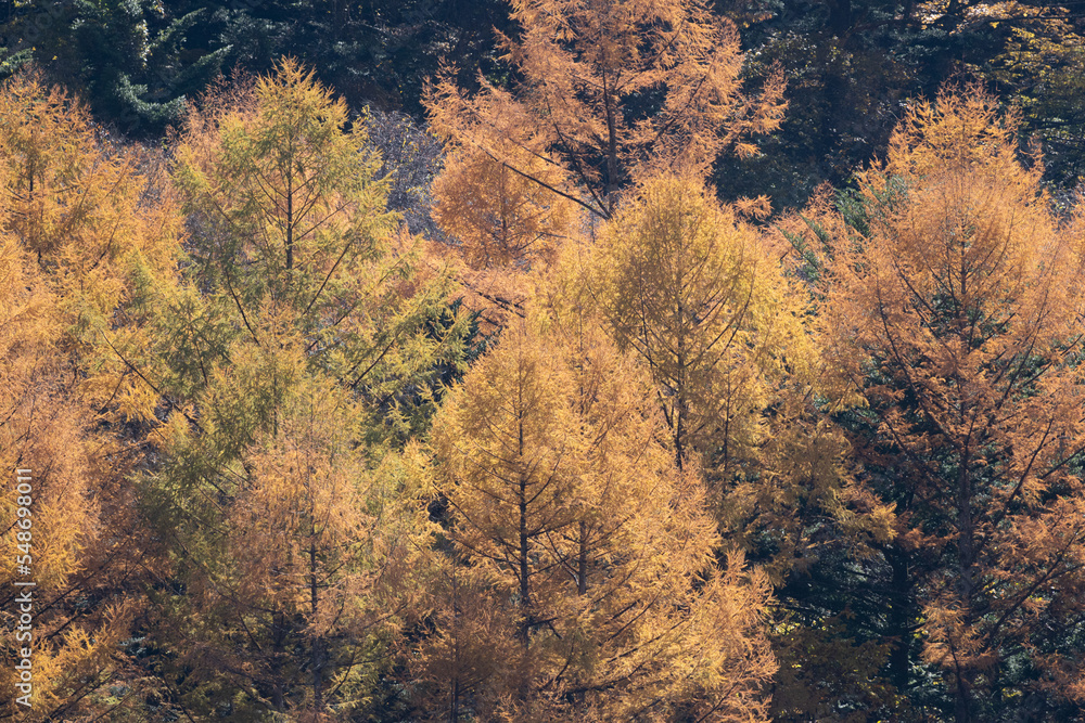 Fototapeta premium 美しいカラマツの紅葉
