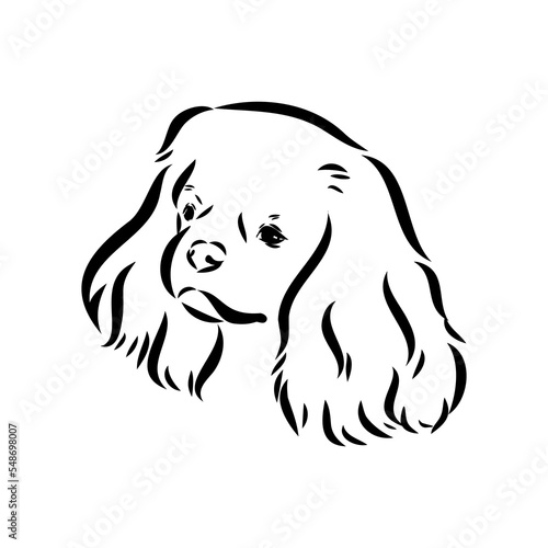Cavalier King Charles Dog Vector Image Silhouette