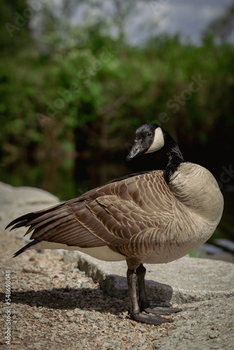Portait of a Goose in the park
