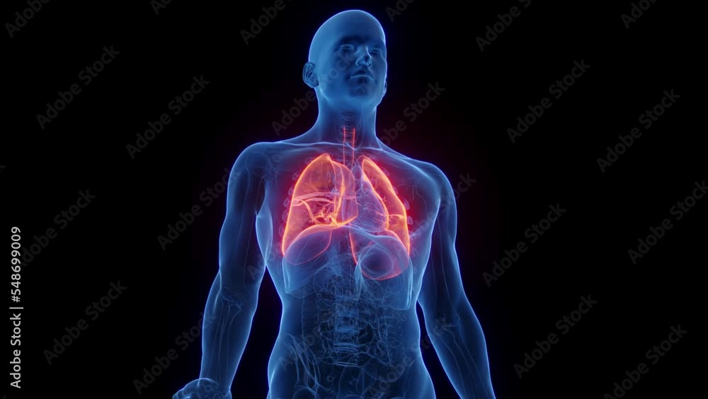 3d rendered medical animation of a man during the breathing cycle 3d rendered medical animation of a man during the breathing cycle