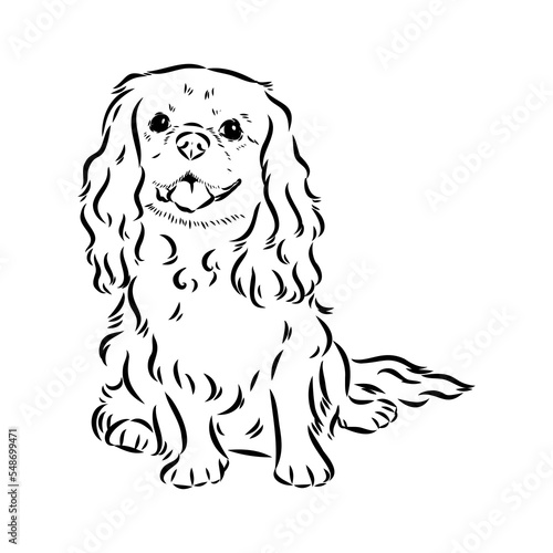 Cavalier King Charles Dog Vector Image Silhouette