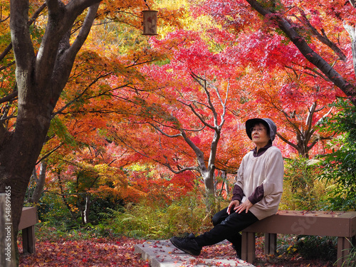 Wallpaper Mural 紅葉をベンチに座って眺める高齢日本人女性 Torontodigital.ca