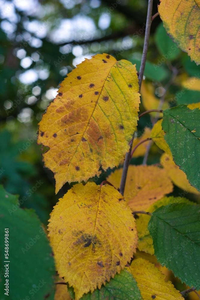 Obraz premium Blätter im Herbst 