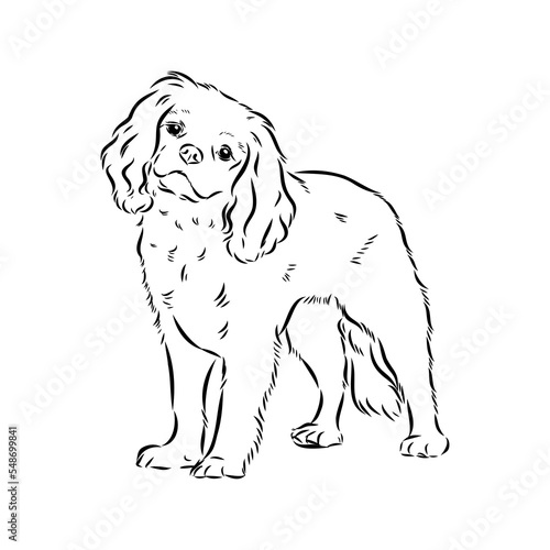 Cavalier King Charles Dog Vector Image Silhouette