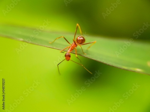 ant on leaf © Kreasi Izzah 